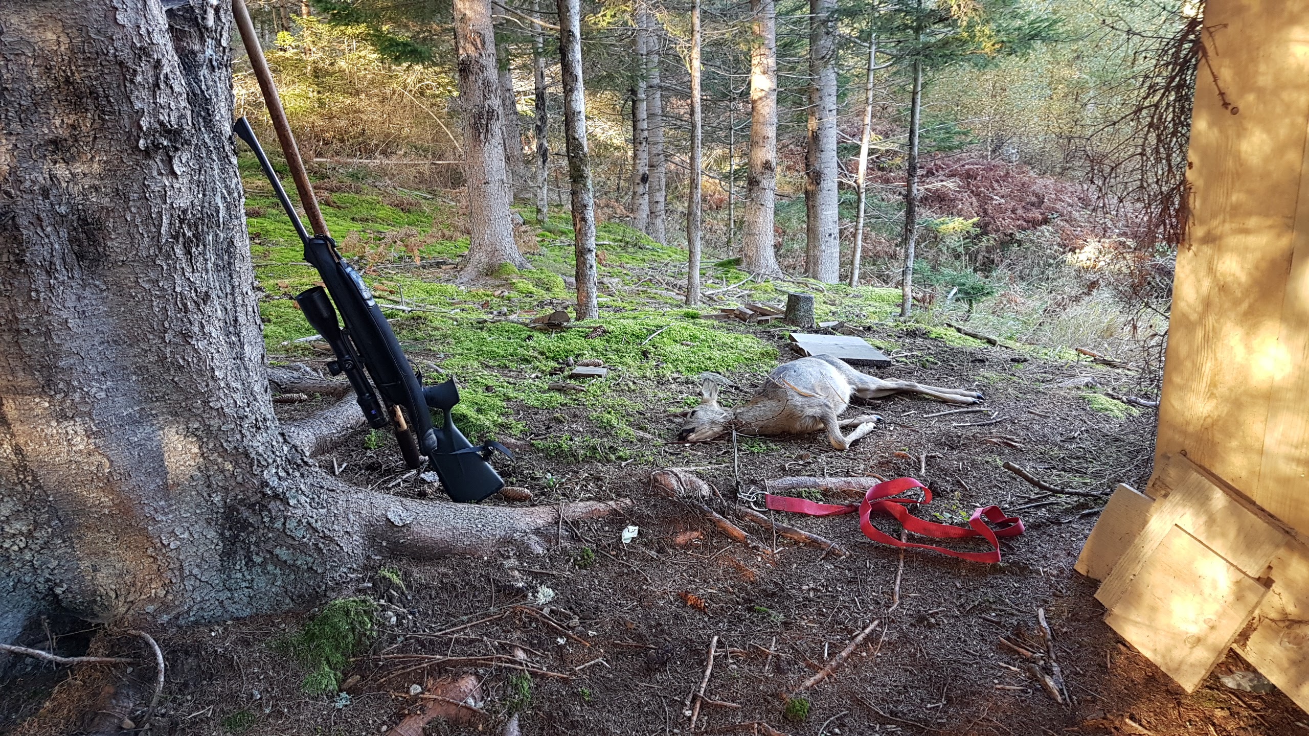 Ohne Jagd funktioniert der Waldumbau nicht!