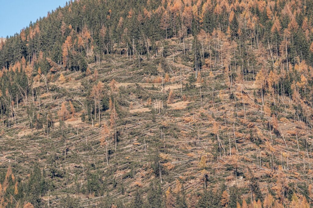 eine VAIA Fläche nach Obervellach im Herbst 2028