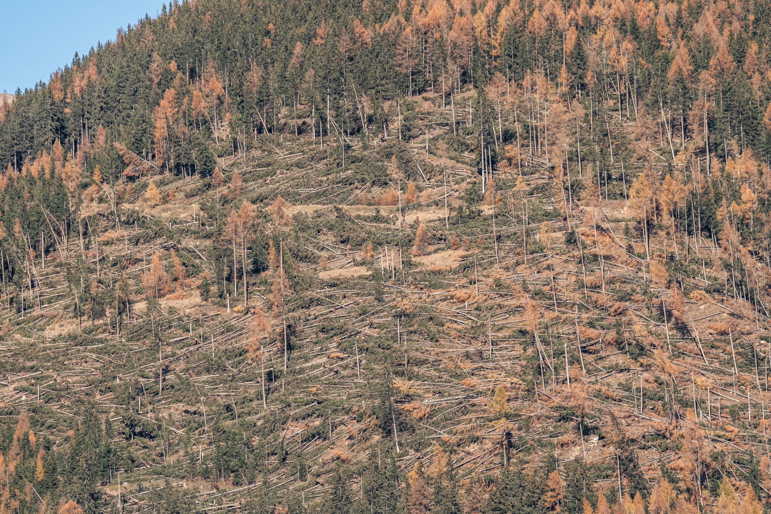 eine VAIA Fläche nach Obervellach im Herbst 2028
